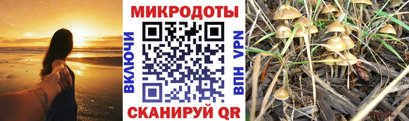 Галлюциногенные грибы Psilocybine cubensis  Бийск 